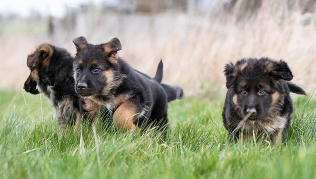 Training Tips for German Shepherd Puppies