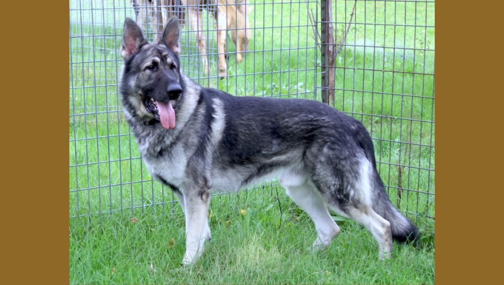 Training Tips for Silver Black German Shepherd