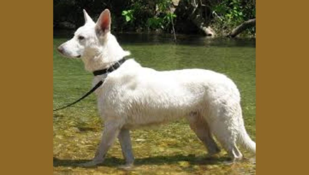 Training Tips for white German Shepherd puppy