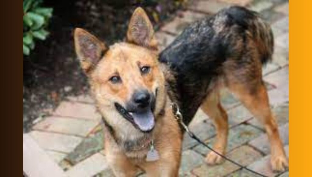 Traits of Shiba Inu German Shepherd Mix