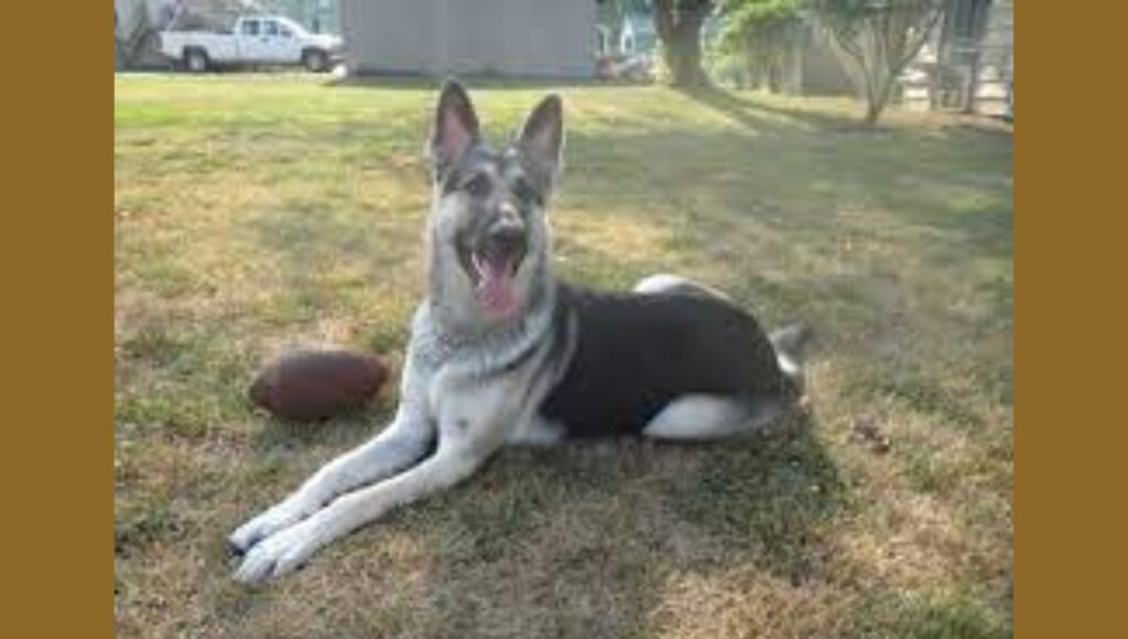 Unique Silver Black German Shepherd
