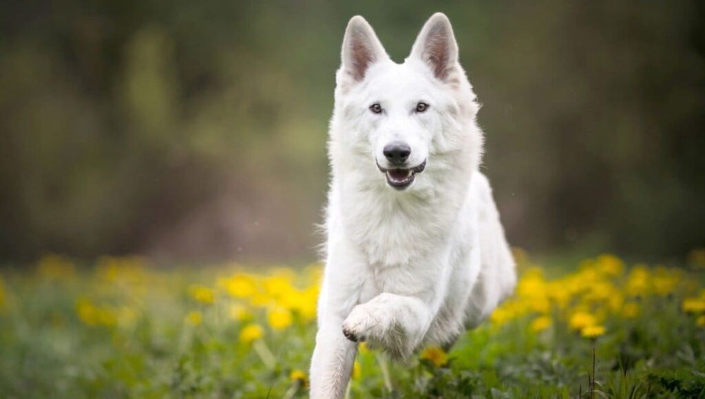 Unique Traits of White German Shepherd