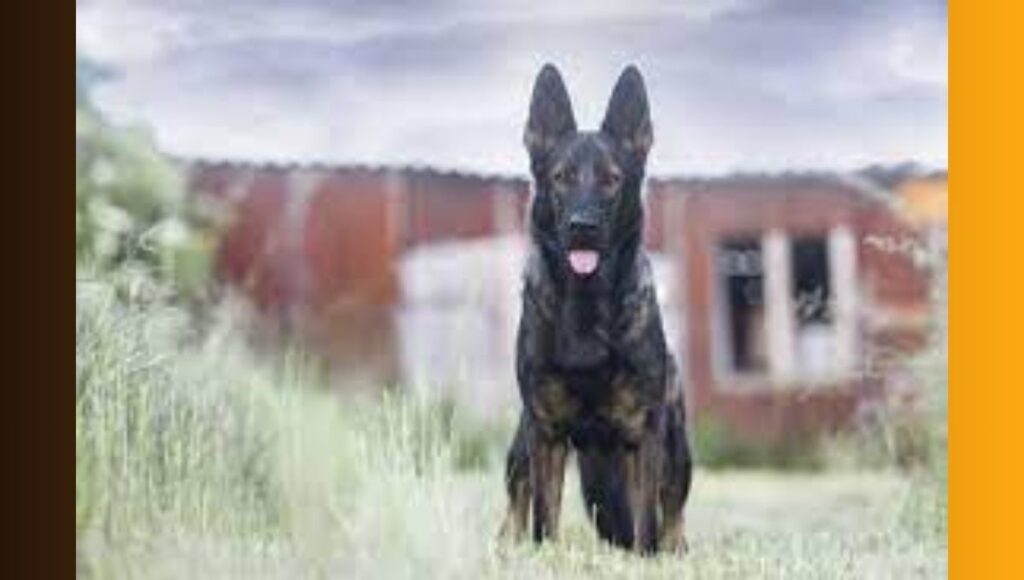 Working Roles and Specializations of DDR German Shepherd