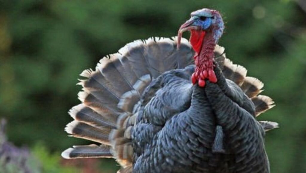 gaggle of turkeys