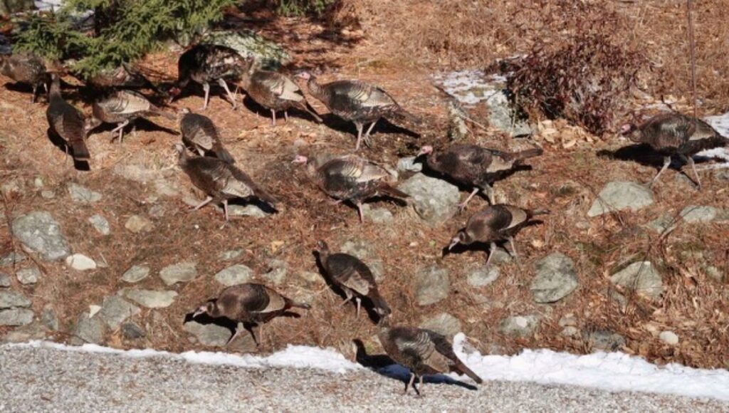 rafter of turkeys