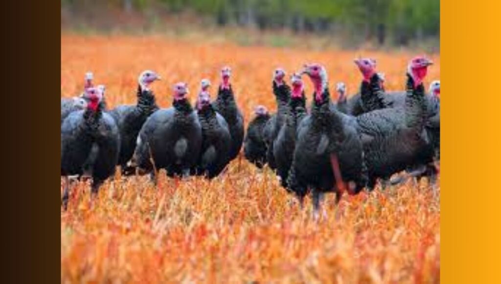 What is a Group of Turkeys Called
